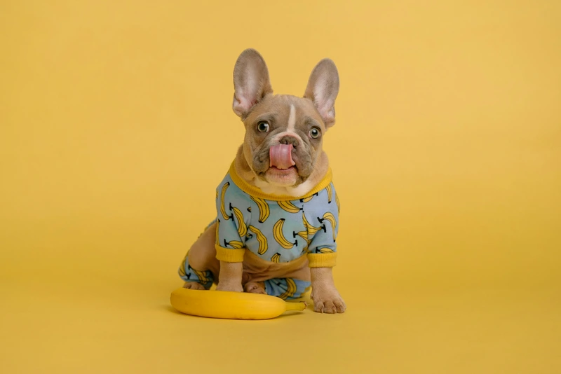 Může pes jíst banán?