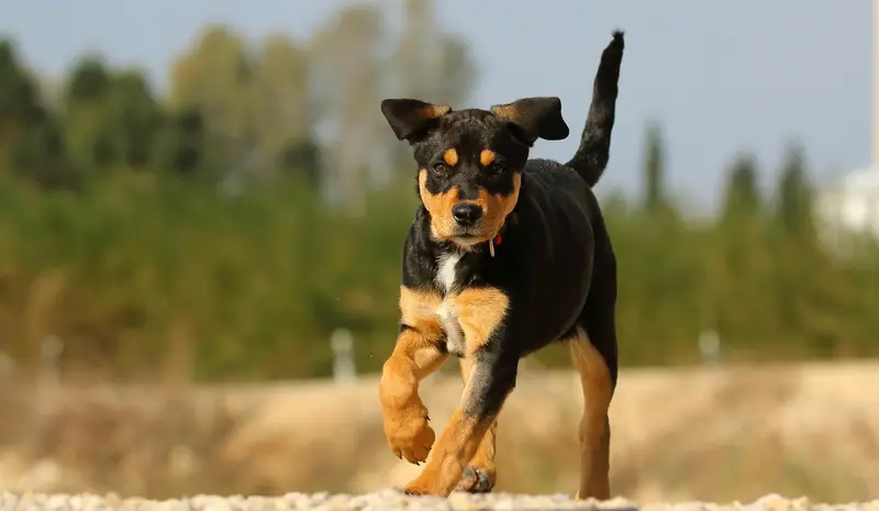 Pes kulhá: možné příčiny a kdy navštívit veterináře