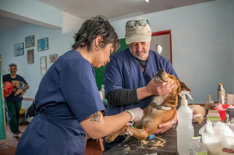 Jak vypadá návštěva veterinární pohotovosti: cena, průběh a čemu se vyhnout